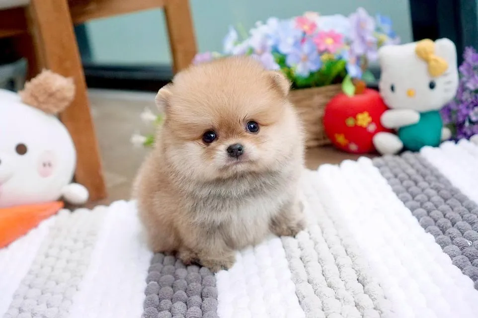 ลูกสุนัข ปอมเมอเรเนียน