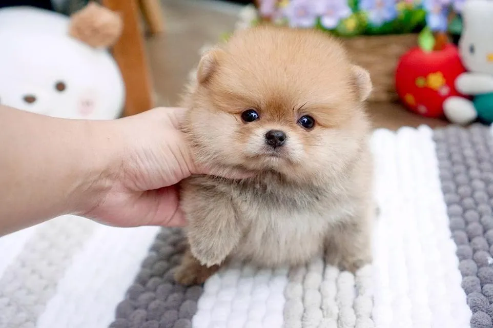 ลูกสุนัข ปอมเมอเรเนียน