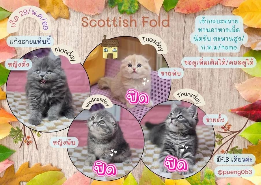 แมวสก็อตติชโฟลด ขนยาว
