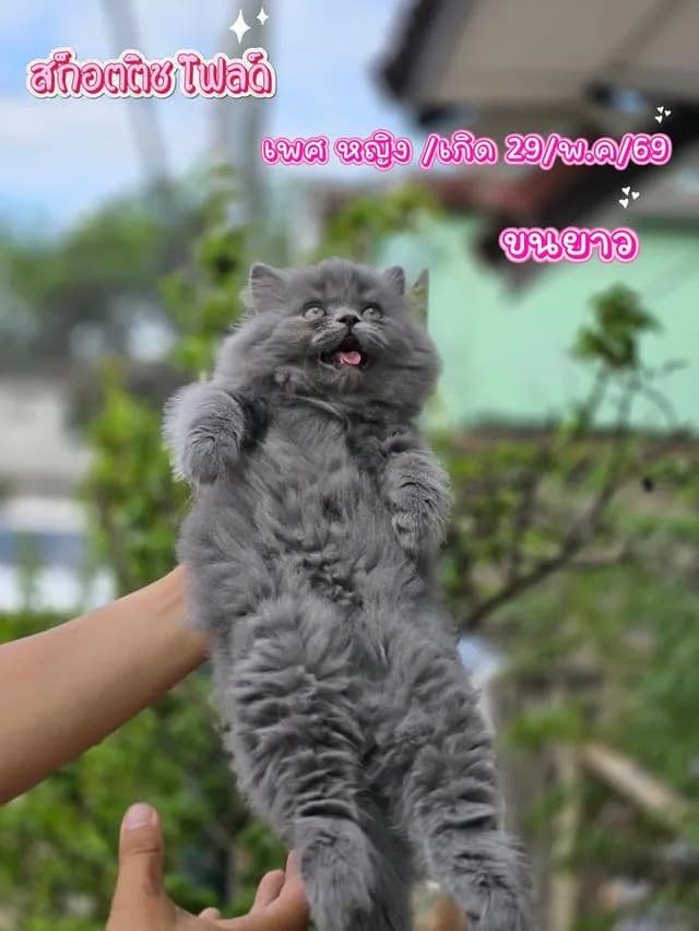 แมวสก็อตติชโฟลด ขนยาว