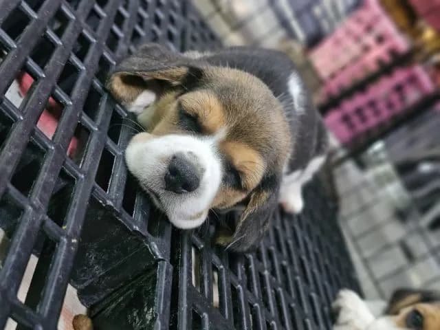 ลูกสุนัขบีเกิ้ลเมีย