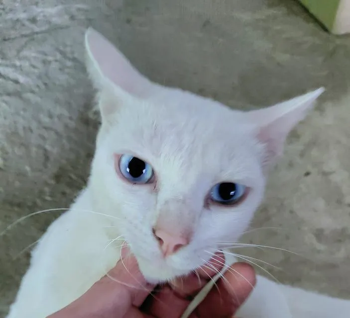 แมวขาวมณีหาบ้านนนนนนน