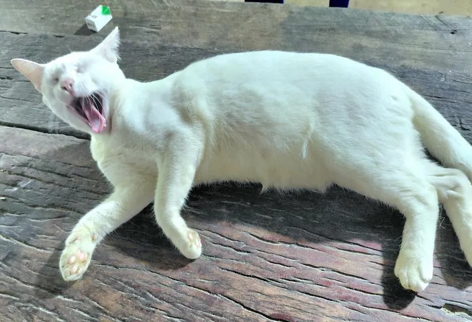 แมวขาวมณีหาบ้านนนนนนน