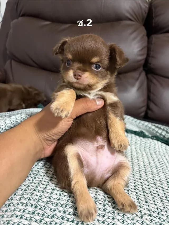 ลูกสุนัข