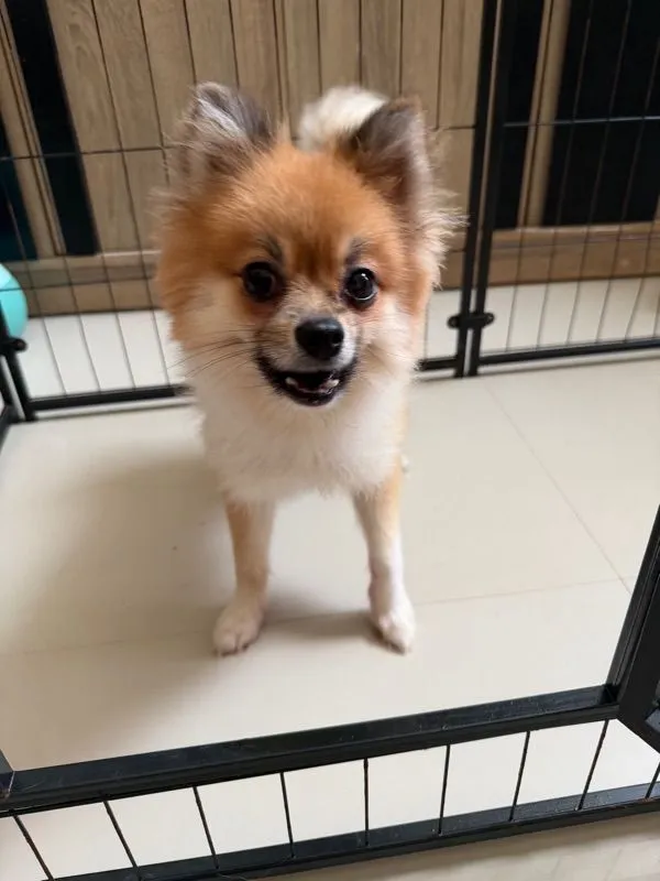 ขายสุนัข เพศชาย อายุ 1 ปี