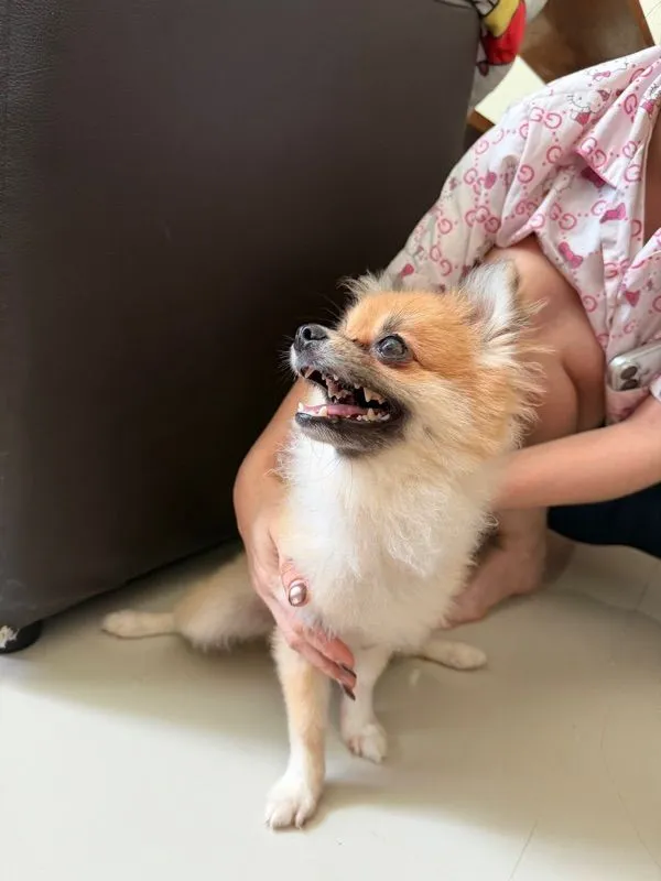ขายสุนัข เพศชาย อายุ 1 ปี
