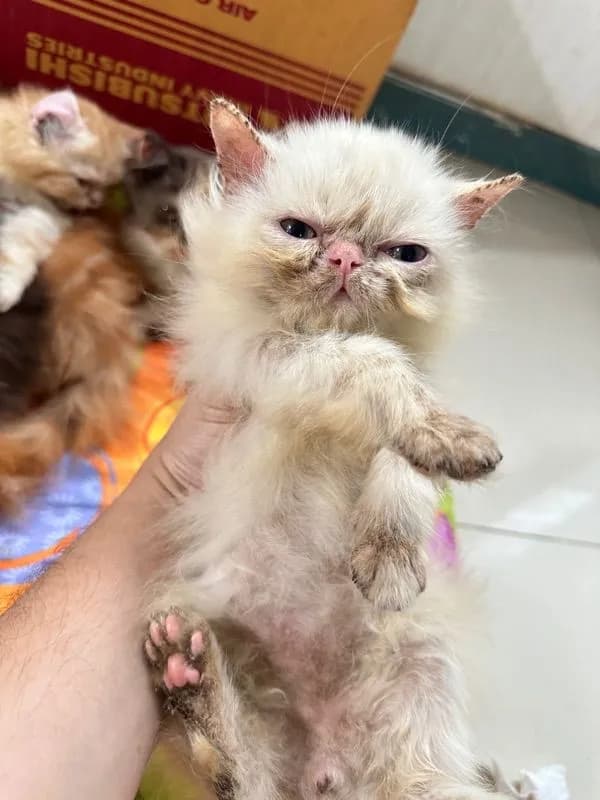แจกฟรีลูกแมว