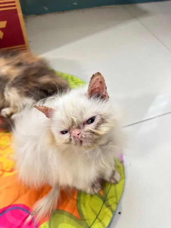 แจกฟรีลูกแมว
