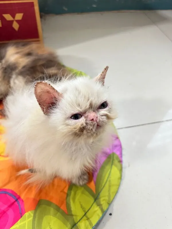 แจกฟรีลูกแมว