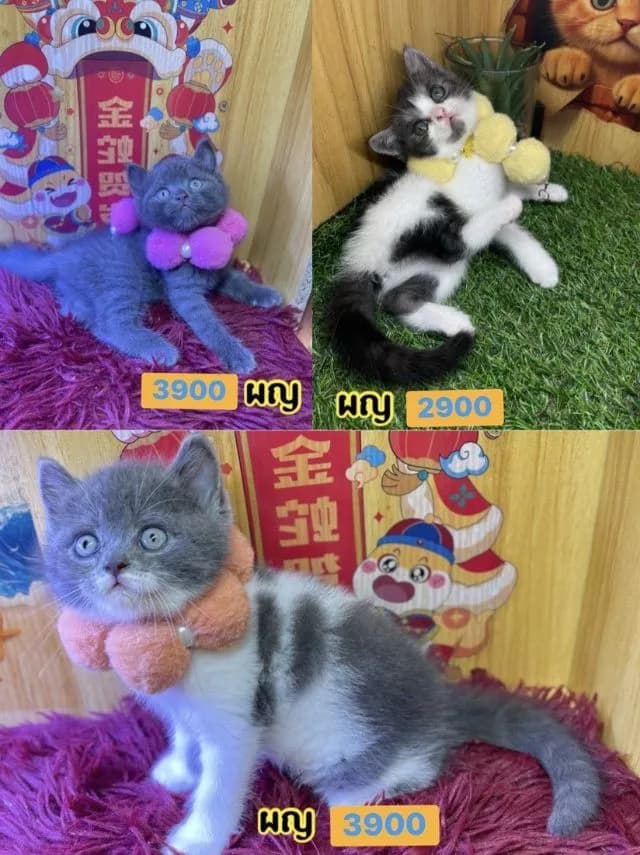 แมวสก็อตติช