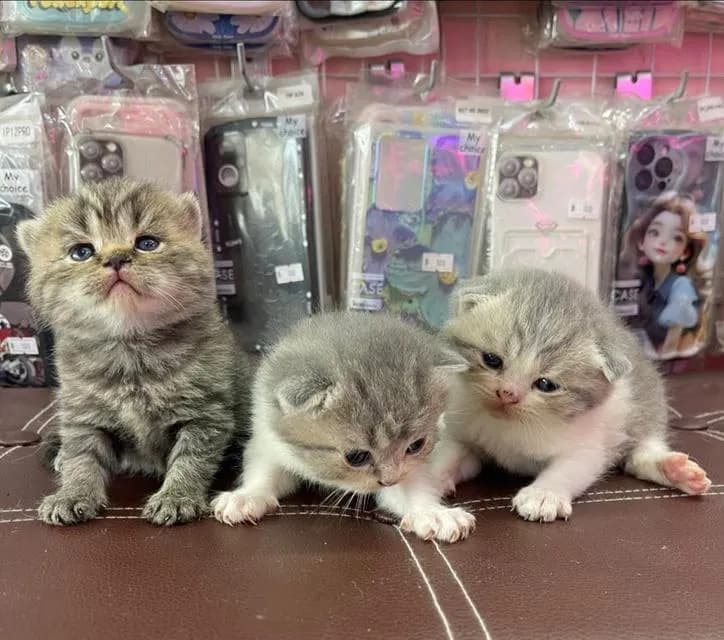 ลูกแมวสก็อตติชโฟลด์แท้