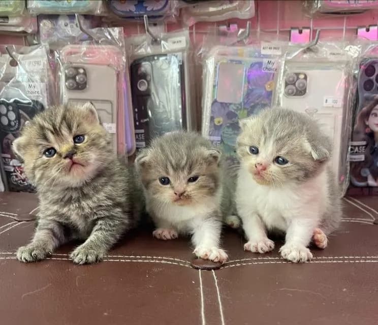 ลูกแมวสก็อตติชโฟลด์แท้