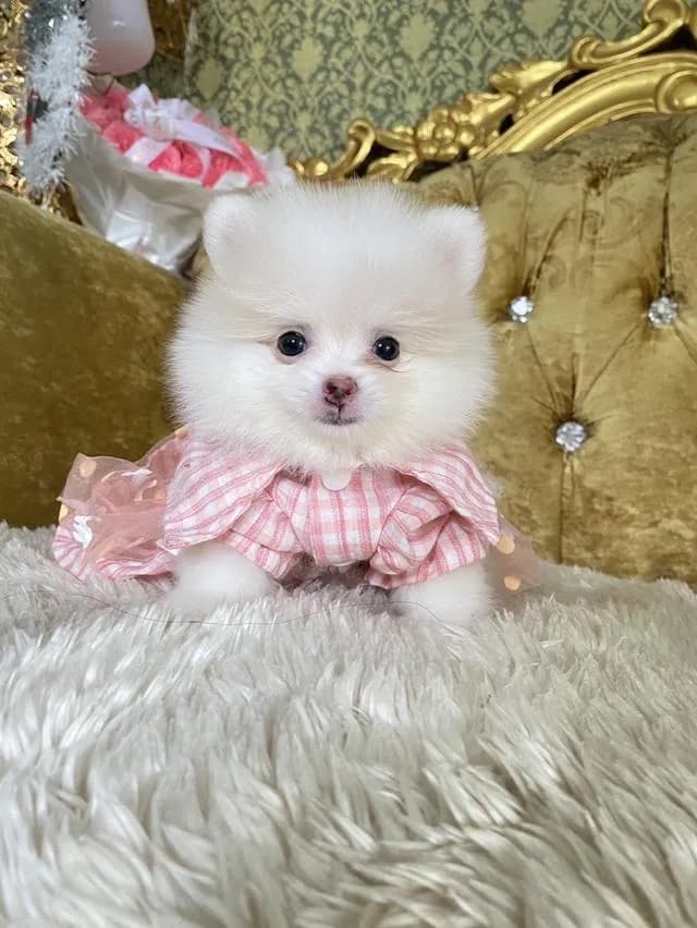 ขายลูกปอมแท้ แถมอาหารพร้อมเลี้ยง จัดส่งฟรี