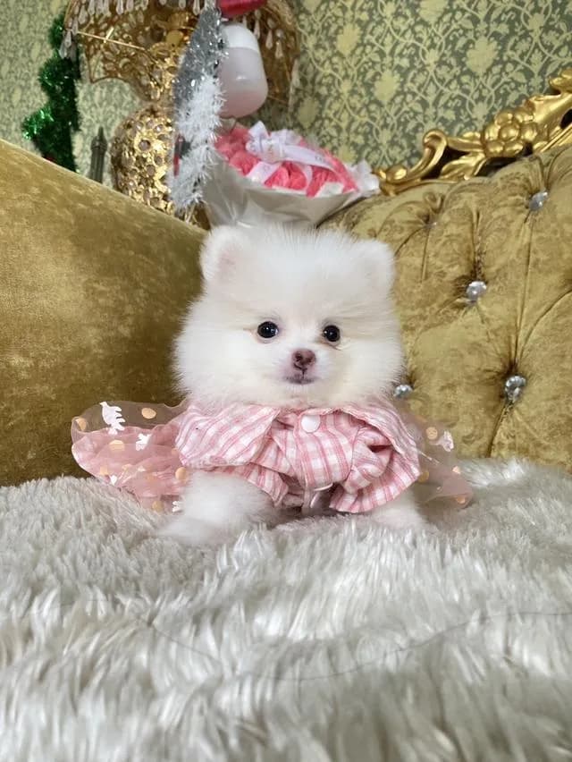 ขายลูกปอมแท้ แถมอาหารพร้อมเลี้ยง จัดส่งฟรี