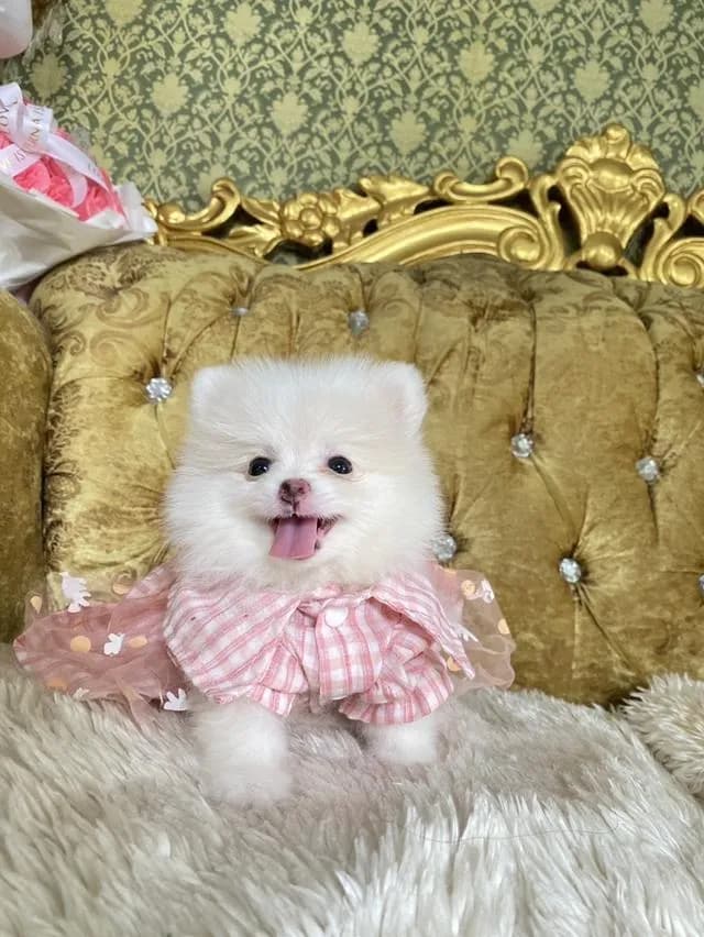 ขายลูกปอมแท้ แถมอาหารพร้อมเลี้ยง จัดส่งฟรี