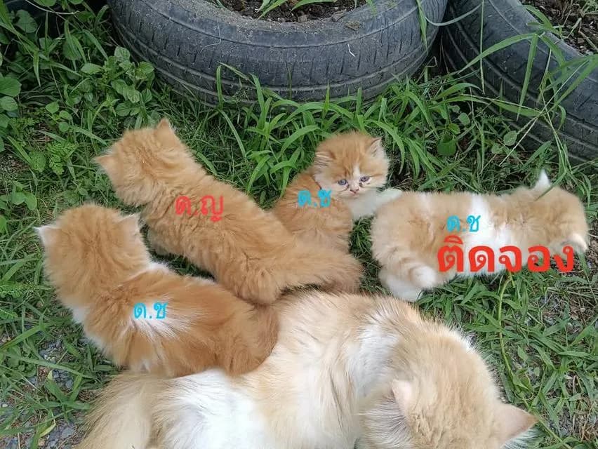 สอบถามเพิ่มเติมได้ค่ะ