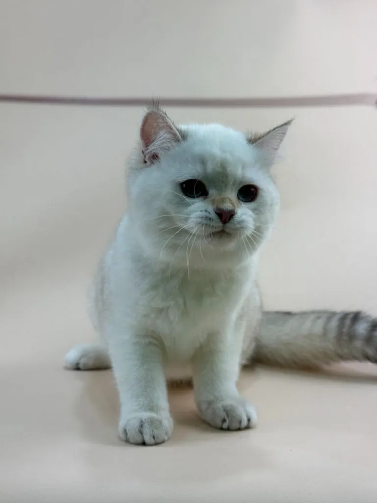 ลูกบริติชแท้ขนยาว พ่อแม่มีใบเพด