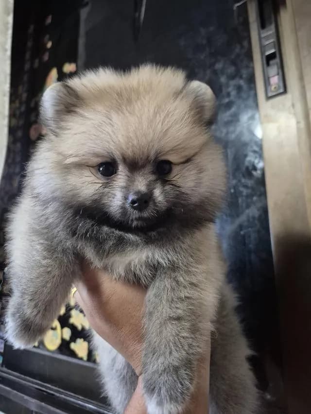 สุนัข ปอมเมอเรเนียน