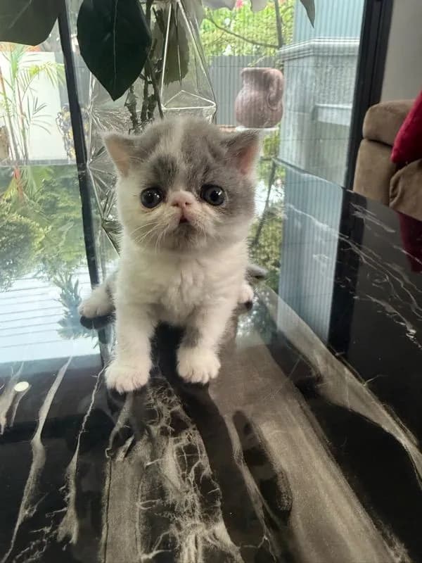 exotic shorthair