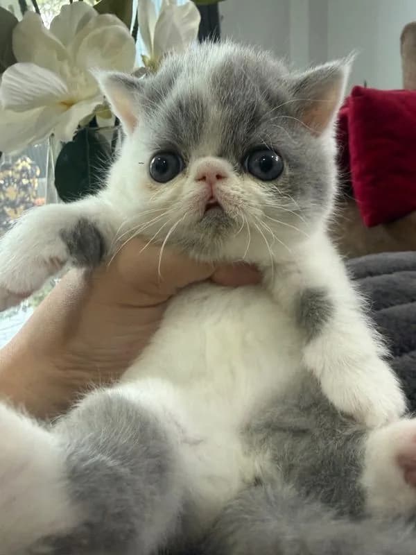 exotic shorthair