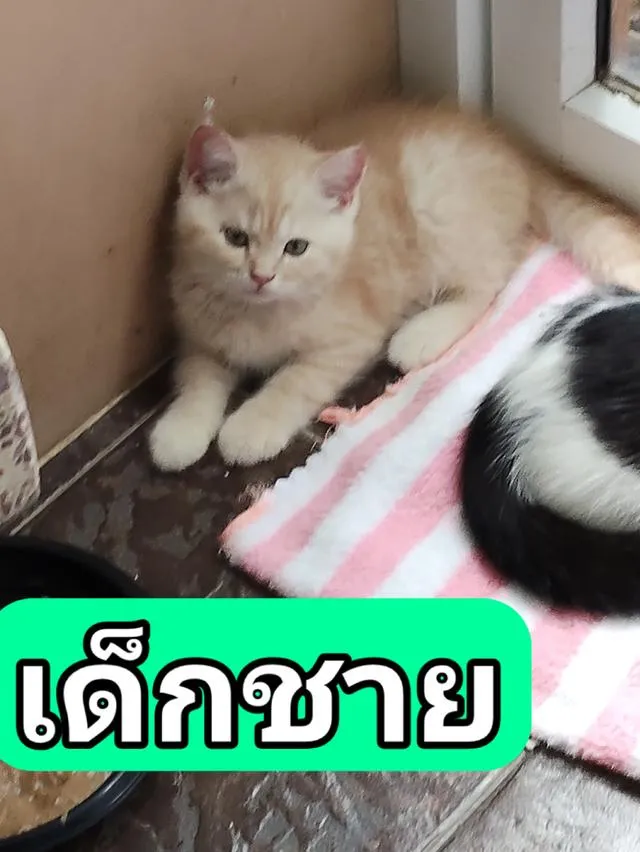 ขายแมว เด็กชาย สก็อตติช อายุ2เดือน