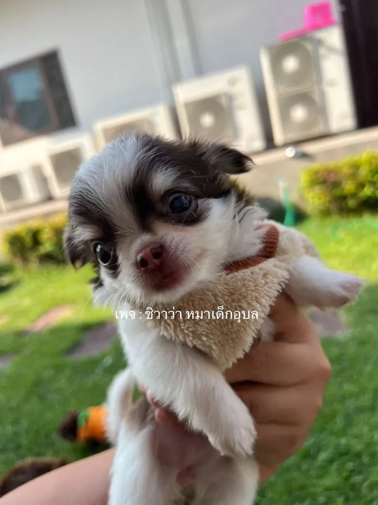 ลูกชิวาว่า เพศเมีย