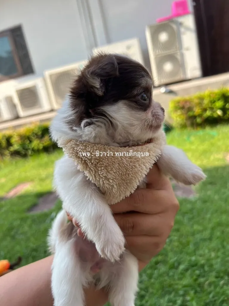 ลูกชิวาว่า เพศเมีย