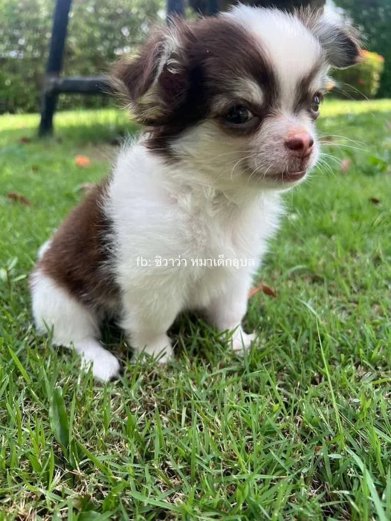 ลูกชิวาว่า เพศเมีย