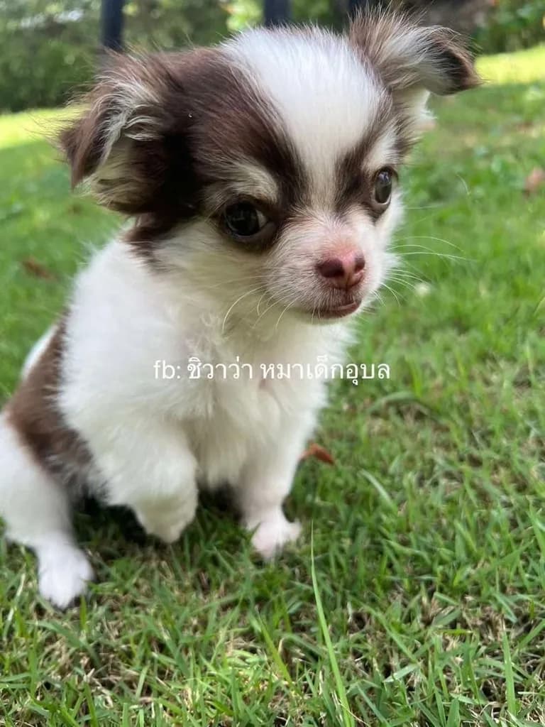 ลูกชิวาว่า เพศเมีย