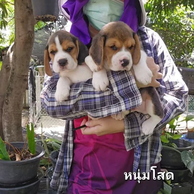 ลูกสุนัขบีเกิ้ล แท้ สายเลือดดี มีใบ