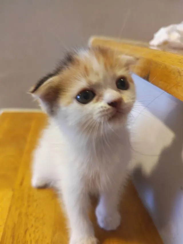 แมว Scottish Fold