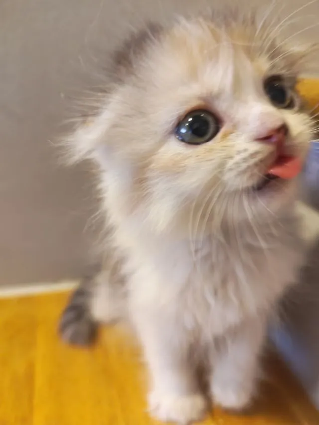 แมว Scottish Fold