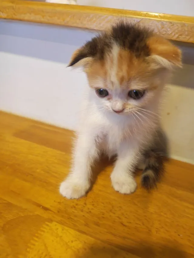 แมว Scottish Fold