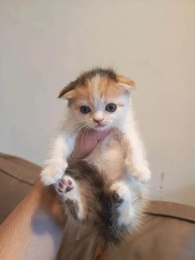 แมว Scottish Fold