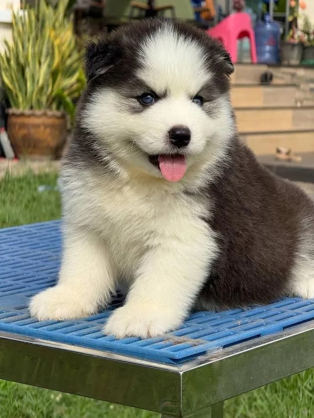 Siberian Husky puppies