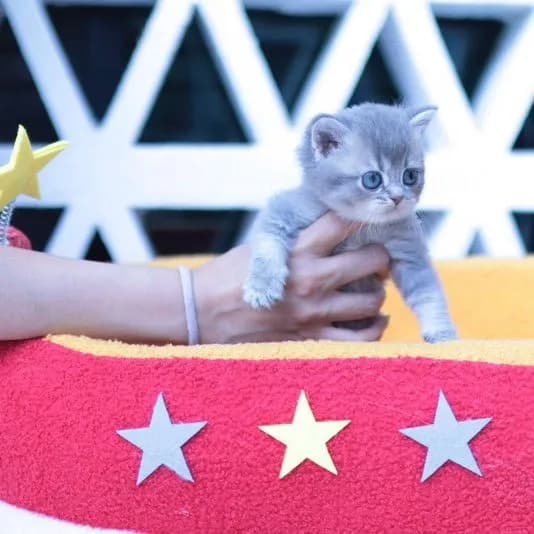 British Shorthair