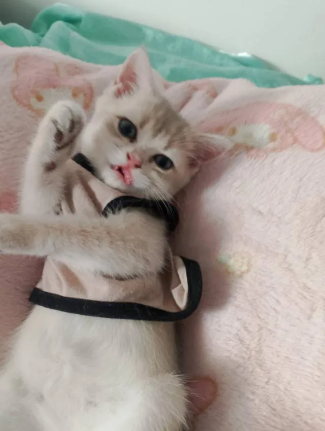 British ShortHair for sales