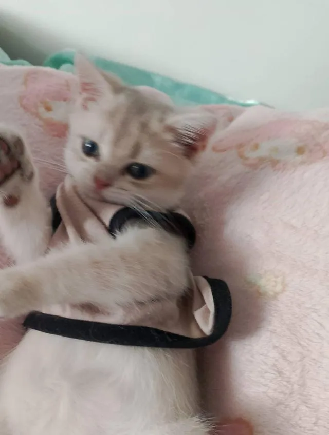 British ShortHair for sales