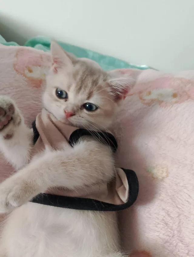 British ShortHair for sales