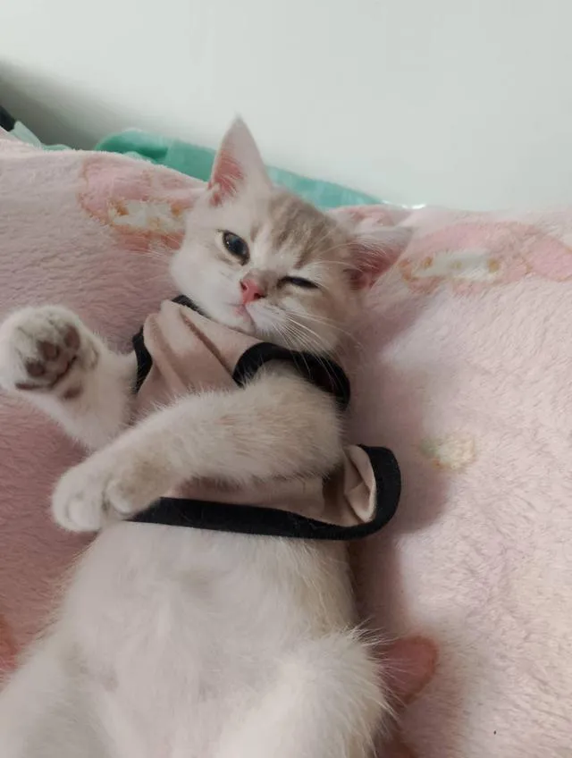 British ShortHair for sales