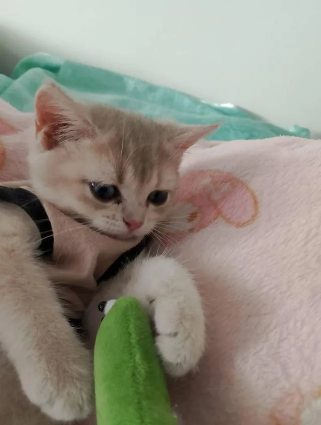 British ShortHair for sales