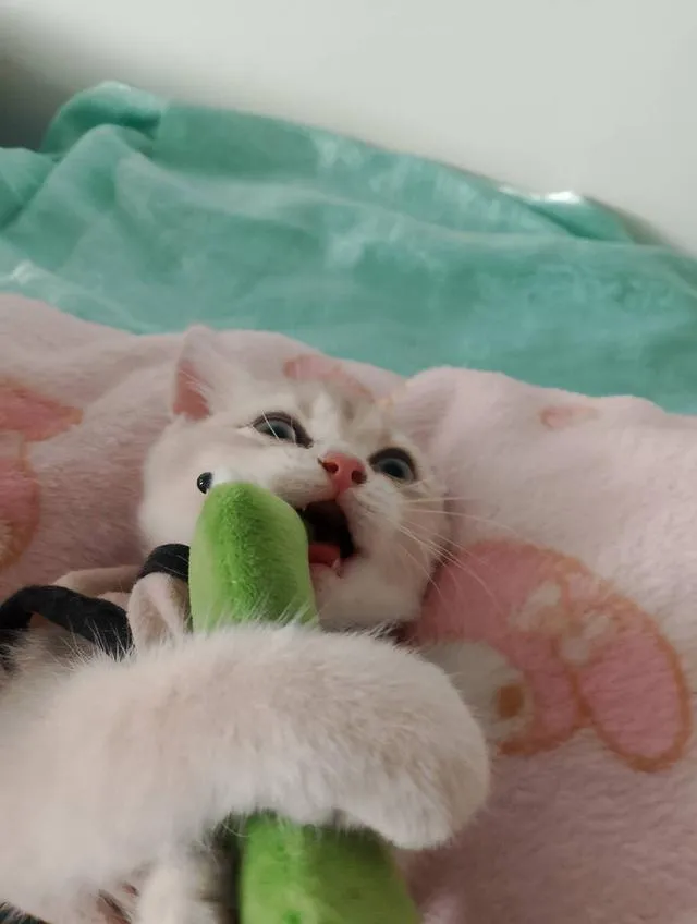 British ShortHair for sales