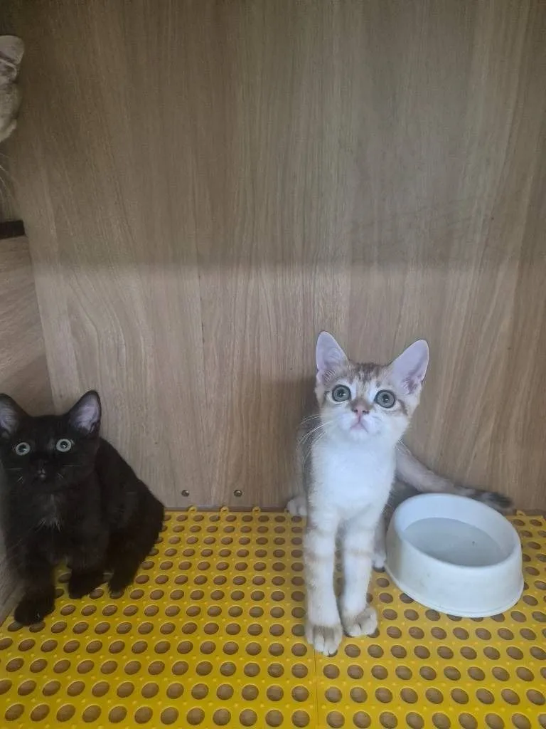 บริติช ชอร์ตแฮร์ (British Shorthair)