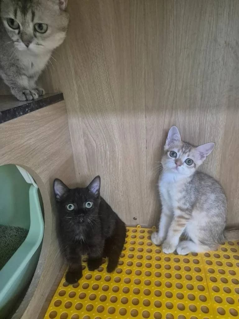 บริติช ชอร์ตแฮร์ (British Shorthair)