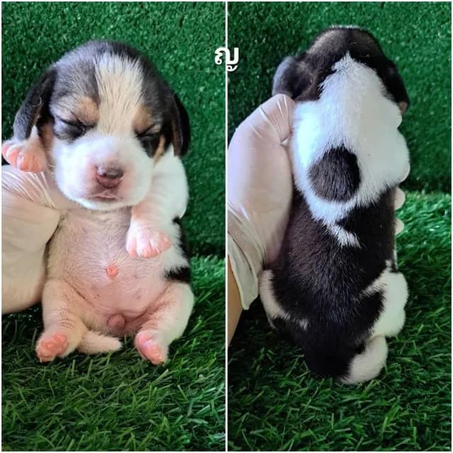 เปิดจองลูกสุนัขบีเกิ้ลแท้