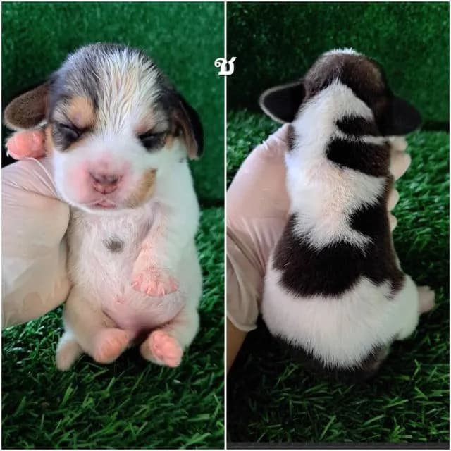 เปิดจองลูกสุนัขบีเกิ้ลแท้