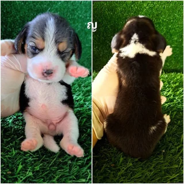 เปิดจองลูกสุนัขบีเกิ้ลแท้