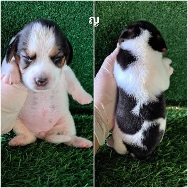 เปิดจองลูกสุนัขบีเกิ้ลแท้