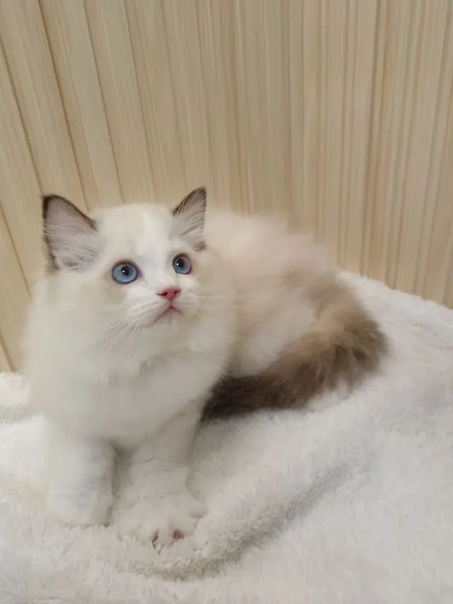 Ragdoll หุ่นหมี โครงสร้างใหญ่ เพศผู้