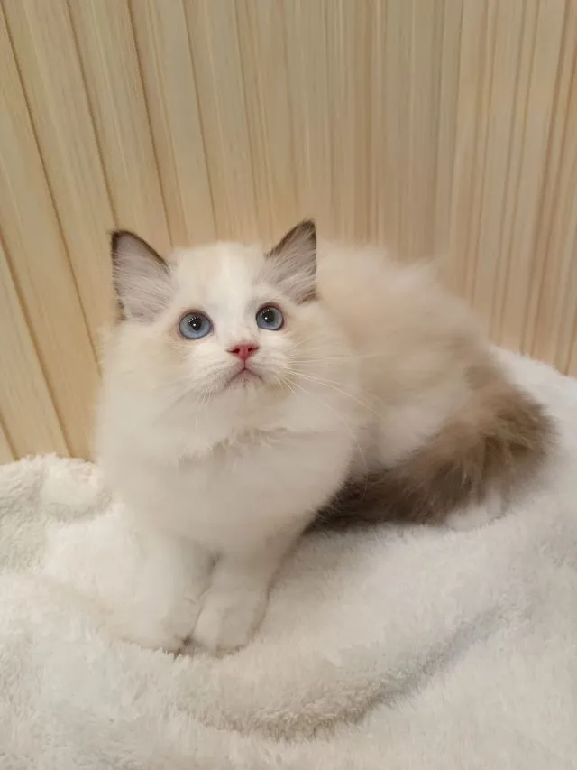 Ragdoll หุ่นหมี โครงสร้างใหญ่ เพศผู้